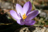Les Bouillouses : Crocus au bord du lac