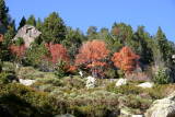 Les Bouillouses - Le lac des Bouillouses : arbre sur les bords (Altitude 2000 m).