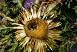 Les Bouillouses - Site des Bouillouses : flore (Altitude 2000 m).