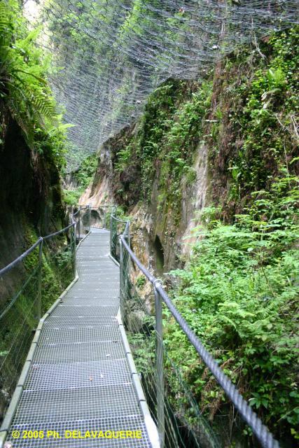 Les gorges de la Fou - La végétation le long des gorges avec la passerelle qui chemine au dessus de l'eau.