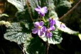 Les gorges de la Fou - Un fleur tropicale : ramonda miconii.